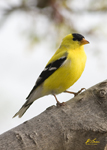 Finches and Sinskins